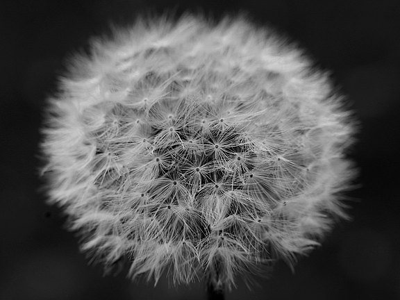 Pusteblume Franz Niedermaier